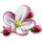 bloomingmar2017appleblossom_icon-big.png