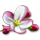 bloomingmar2017appleblossom_icon-small.png