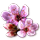 bloomingmar2017cherryblossom_icon-small.png