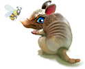 breedingsep2018_armadillo1.png