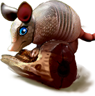 breedingsep2018_armadillo2.png