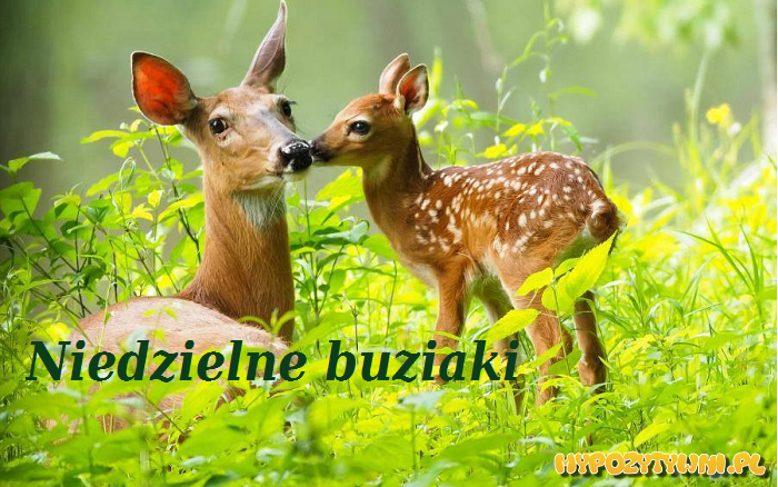 buziak.png