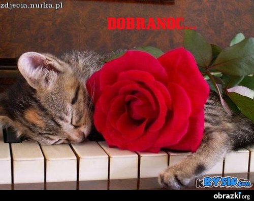 dobranoc.jpg