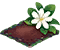 Gardenia tahitańska.png