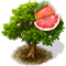 grapefruittree_icon_big.png