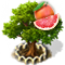 grapefruittree_xl_icon_big.png