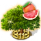 grapefruittree_xxl_icon_big.png