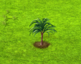 hyophorbeamaricaulis_upgrade_0.gif