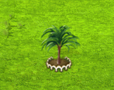 hyophorbeamaricaulis_upgrade_1.gif