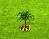 hyophorbeamaricaulis_upgrade_2.gif