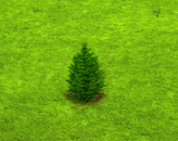 koreanfir_upgrade_0.gif
