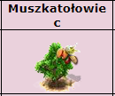 muszkat.PNG