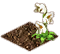 orchid_creepingladystresses_seed.png