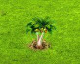 palma testowa 1.gif