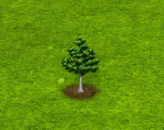 silverbirch_upgrade_0.gif