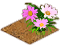 sunflower_oxeyedaisy_seed.png