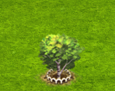 sweetbirch_upgrade_1.gif