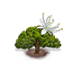 Tessmannia princeps.png