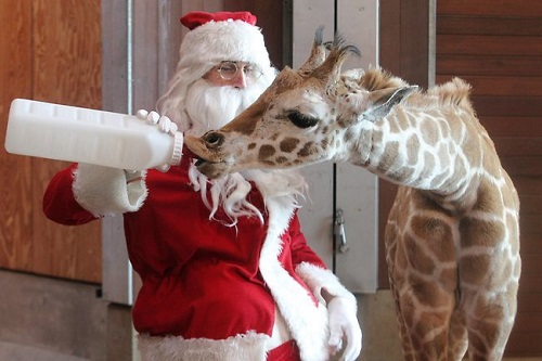 Xmas-Santa-feeding-Giraffe.jpg